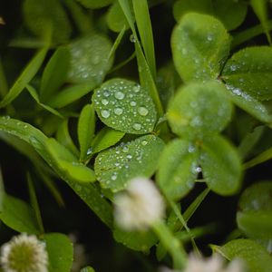 Preview wallpaper clover, leaves, drops, water, wet