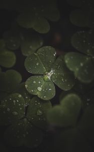 Preview wallpaper clover, leaves, drops, macro