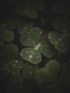 Preview wallpaper clover, leaves, drops, macro