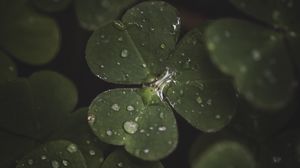 Preview wallpaper clover, leaves, drops, macro