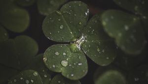 Preview wallpaper clover, leaves, drops, macro