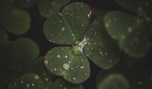 Preview wallpaper clover, leaves, drops, macro