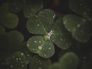 Preview wallpaper clover, leaves, drops, macro