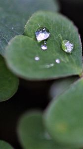 Preview wallpaper clover, leaves, drops, plant, macro