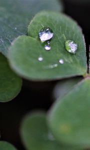 Preview wallpaper clover, leaves, drops, plant, macro