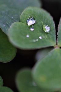 Preview wallpaper clover, leaves, drops, plant, macro