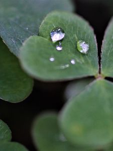 Preview wallpaper clover, leaves, drops, plant, macro