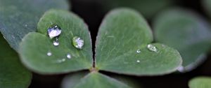 Preview wallpaper clover, leaves, drops, plant, macro
