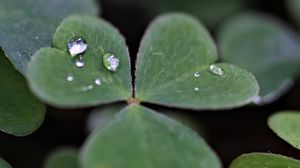 Preview wallpaper clover, leaves, drops, plant, macro