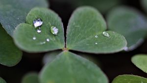 Preview wallpaper clover, leaves, drops, plant, macro