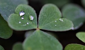Preview wallpaper clover, leaves, drops, plant, macro