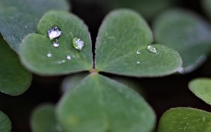 Preview wallpaper clover, leaves, drops, plant, macro