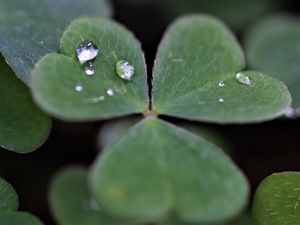 Preview wallpaper clover, leaves, drops, plant, macro