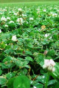 Preview wallpaper clover, leaves, drops, after rain