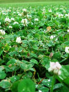 Preview wallpaper clover, leaves, drops, after rain