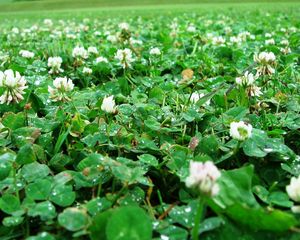 Preview wallpaper clover, leaves, drops, after rain