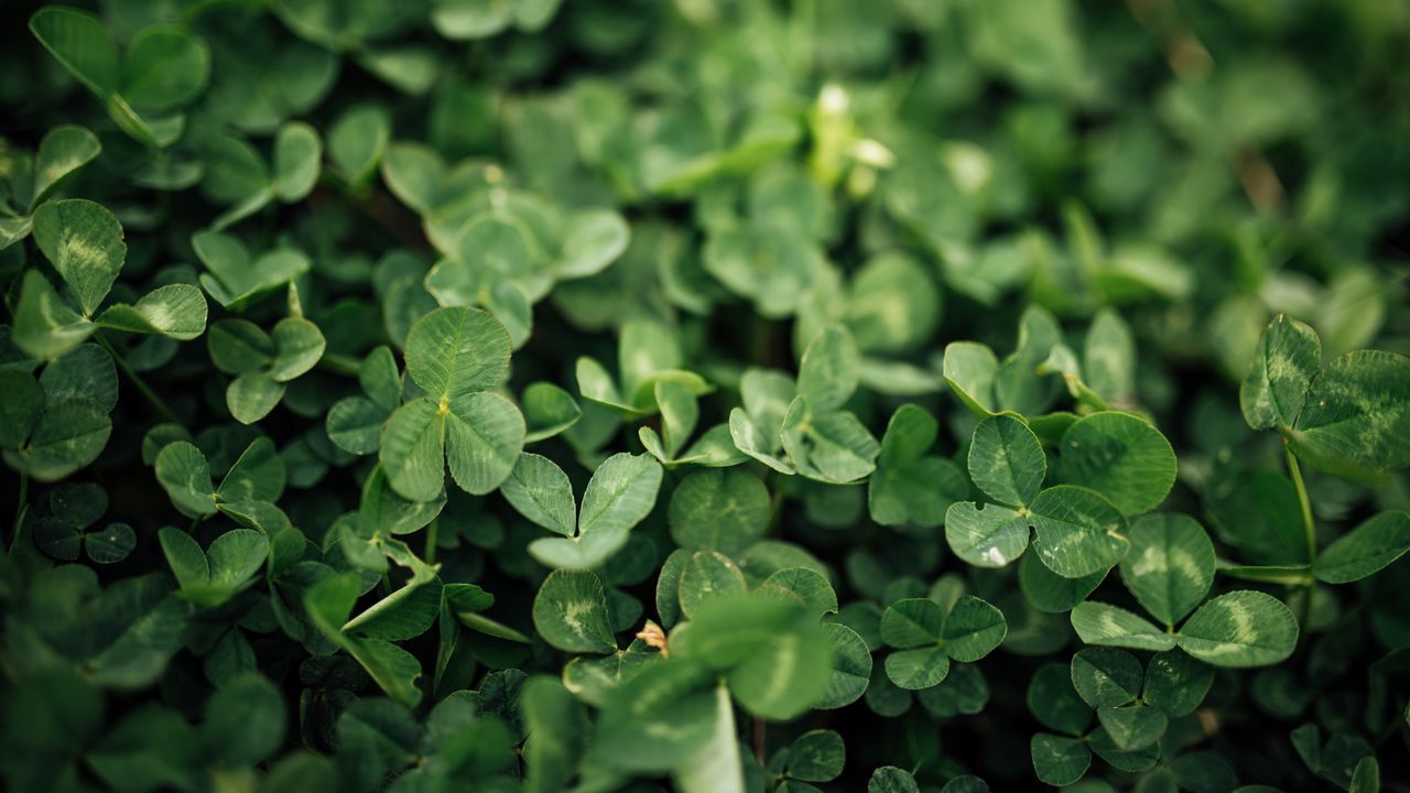 Wallpaper clover, leaves, green, macro