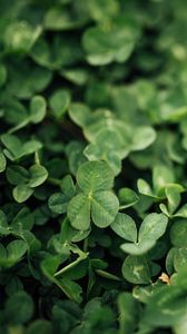Preview wallpaper clover, leaves, green, macro