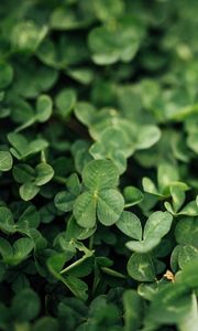 Preview wallpaper clover, leaves, green, macro