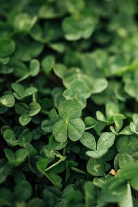 Preview wallpaper clover, leaves, green, macro