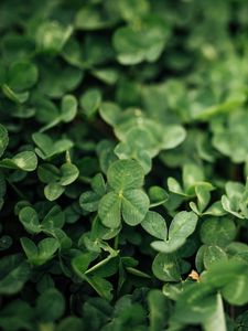 Preview wallpaper clover, leaves, green, macro