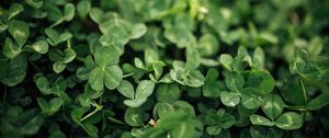 Preview wallpaper clover, leaves, green, macro