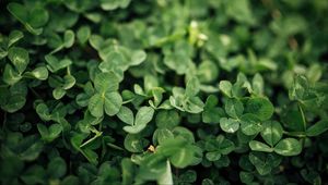 Preview wallpaper clover, leaves, green, macro