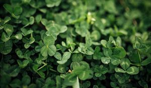 Preview wallpaper clover, leaves, green, macro