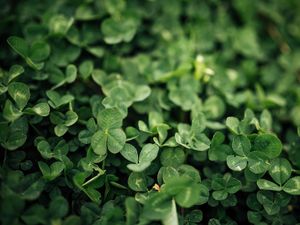 Preview wallpaper clover, leaves, green, macro