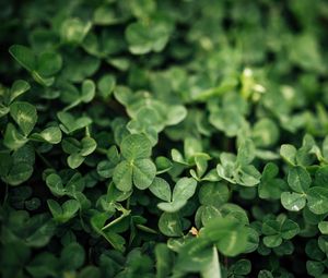 Preview wallpaper clover, leaves, green, macro