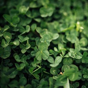Preview wallpaper clover, leaves, green, macro
