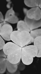 Preview wallpaper clover, leaves, macro, black and white