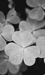 Preview wallpaper clover, leaves, macro, black and white