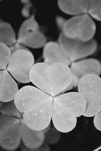 Preview wallpaper clover, leaves, macro, black and white