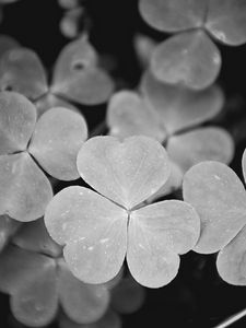 Preview wallpaper clover, leaves, macro, black and white