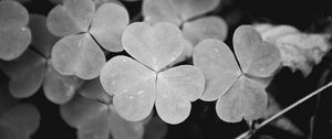 Preview wallpaper clover, leaves, macro, black and white