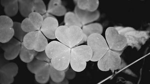 Preview wallpaper clover, leaves, macro, black and white