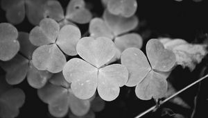 Preview wallpaper clover, leaves, macro, black and white