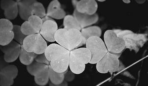 Preview wallpaper clover, leaves, macro, black and white