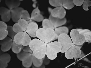 Preview wallpaper clover, leaves, macro, black and white