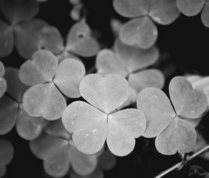 Preview wallpaper clover, leaves, macro, black and white