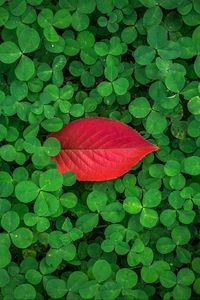 Preview wallpaper clover, leaves, plant, green, red