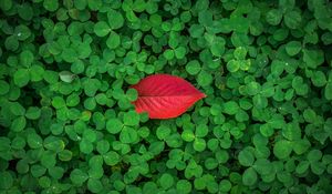 Preview wallpaper clover, leaves, plant, green, red