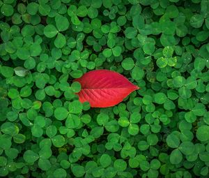 Preview wallpaper clover, leaves, plant, green, red