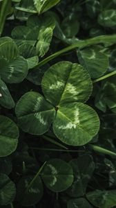 Preview wallpaper clover, leaves, plant, macro, green