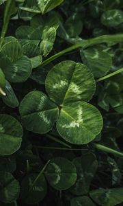 Preview wallpaper clover, leaves, plant, macro, green