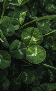 Preview wallpaper clover, leaves, plant, macro, green