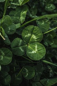 Preview wallpaper clover, leaves, plant, macro, green