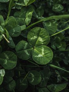 Preview wallpaper clover, leaves, plant, macro, green