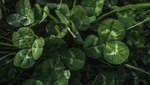 Preview wallpaper clover, leaves, plant, macro, green